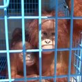 Du kontrabanda gabenti orangutaniukai priglausti Tailando laukinių gyvūnų centre