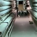 Požeminiuose Kauno klinikų tuneliuose – netikėtas susidūrimas: visas būrys kačių