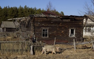 Kiaulė prie sugriuvusių Černobylio pastatų