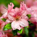 Rododendrai – sodų aristokratai