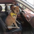 Benamis šuo tapo taksi vairuotojo šturmanu