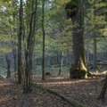 Mažeika apie visuomenininkų kritiką dėl Punios šilo kirtimų: draustinio teritorijoje nė vienas medis nebuvo nukirstas