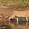 Rūpestinga liūtė per upelį vedė keturis mažylius