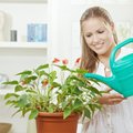 Kambarinių augalų laistymas: ką daryti, kai išvykstate?