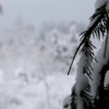 Vaizdo klipe - sniegu nukloti miškai užmiestyje