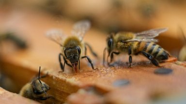 Laukinėms bitėms gresia išnykimas: pakeisti padėtį galėtų vos vienas paprastas veiksmas