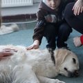 Šunų galia: po kaniterapijos mergaitei sugrįžo kalbos dovana