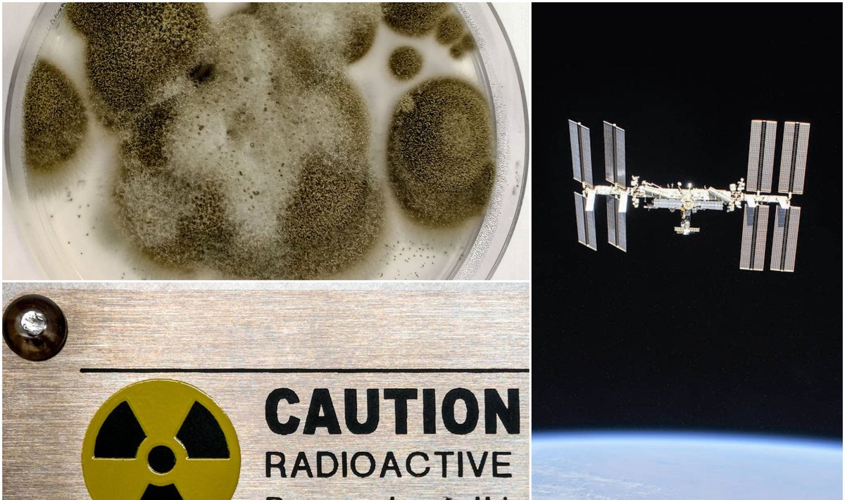 Cladosporium sphaerospermum grybas jau buvo išbandytas kosmose. NASA/Scanpix/Shutterstock nuotr.