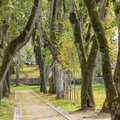 Vilniaus rajone – netikėtas įžūlumas: nuodijami medžiai