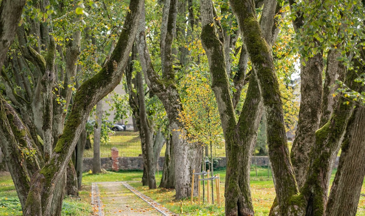 Vilniaus medžiai