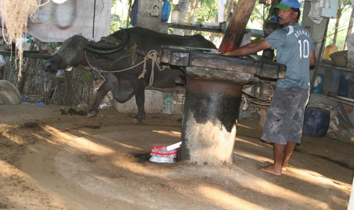 Buivolas ir Minino per valandą sudoroja 25 kg kokosų