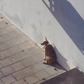 Vilniaus centre pastebėtas sužeistas šunelis