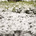 Austrijos ir Šveicarijos gyventojus nustebino gausiai iškritęs sniegas