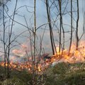 Gelbėtojai praneša – liepsnoja miškai: gaisro gesinimo metu rasta net sprogmenų