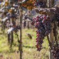 Po neįprastai sausos vasaros Bordo tikisi „puikaus“ vynų derliaus