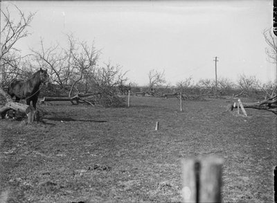 „Albericho operacijos“ metu atsitraukdami vokiečiai nukirto obelis