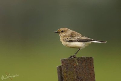 Margasis kūltupys (Oenanthe pleschanka)