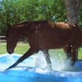 Karščių kamuojamas arklys atsigaivino vaikų baseinėlyje