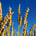 Lietuvos saugomose teritorijose siūloma drausti auginti GMO