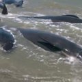 Prie Naujosios Zelandijos Pietų salos žuvo 39 banginiai
