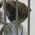 Daugiau nei 70 proc. šunų Japonijoje gyvenimą baigia „Sapnų dėžeje“