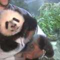 Vašingtono zoologijos sode debiutavo pandos jaunikliai