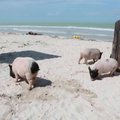 Našlaičiai paršeliai Meksikos paplūdimyje užkariavo turistų širdis