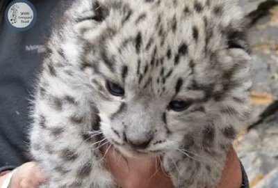 Snieginio leopardo mažylis
