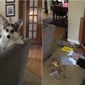 Šunelis kaip reikiant sujaukė namus: nuotraukos įrodo, kad jis dėl nieko nesigaili