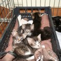 Mūsų tykojo maras: 11 katinėlių šeimyna prašo pagalbos