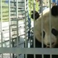 Pasveikusi didžioji panda paleista į gamtos rezervatą