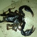 Marijampoliečius išgąsdino namuose atsiradęs skorpionas