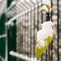 В Литве выпал первый в этом сезоне снег