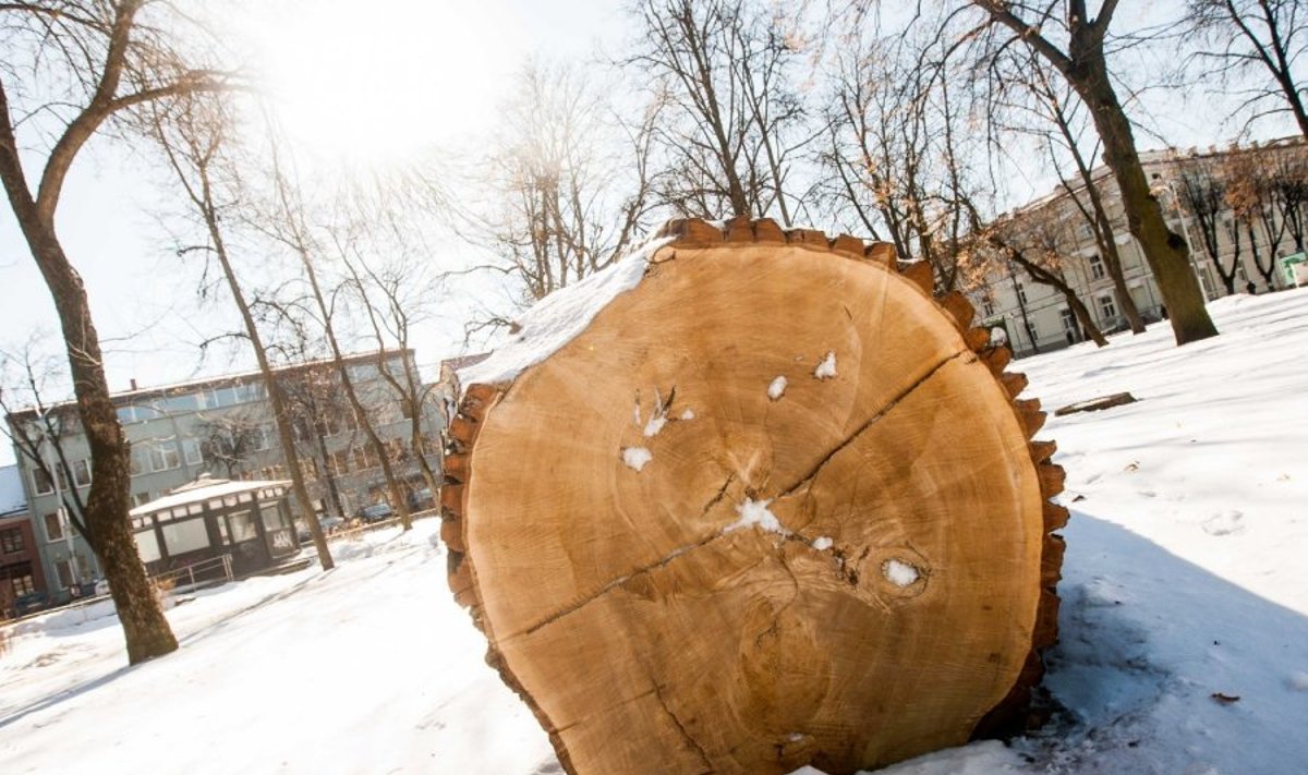 Šimtamečiai lietuviški medžiai Lietuvos miestų greitai nebepuoš
