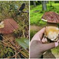 Жители Литвы практикуют способ сбора грибов, который сродни самоубийству
