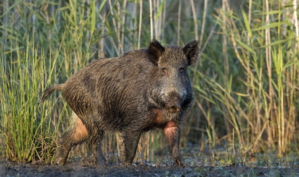 Dėl afrikinio kiaulių maro grėsmės visi vykstantys į Alyttaus miškus turi apsipurkšti dezinfekuojančia priemone
