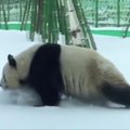 Panda lepinosi žiemiškais malonumais