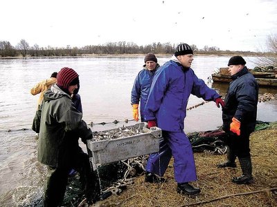 Rekordinė stintų žvejyba 2012 metais