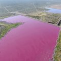 Patagonijos regione ežerai nusidažė šaltibarščių spalva