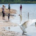 Geriausi Lietuvos paplūdimiai prie ežerų: ramybė, grynas oras ir atgaiva išvargusiam kūnui