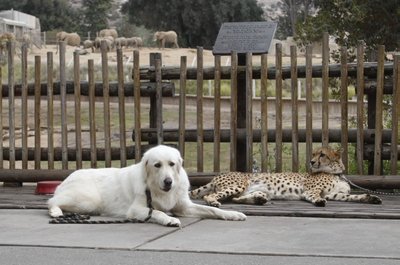 San Diego zoologijos sode - gepardų ir šunų draugystė 