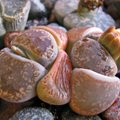 Gyvieji akmenys - litopsiai