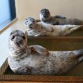 Lietuvos jūrų muziejus kviečia gyventojus padėti išrinkti vardus ruoniukams – akciją rengia jau penktą kartą