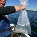 Dusios ežeras Metelių regioniniame parke praturtintas žuvimis iš Vištyčio 