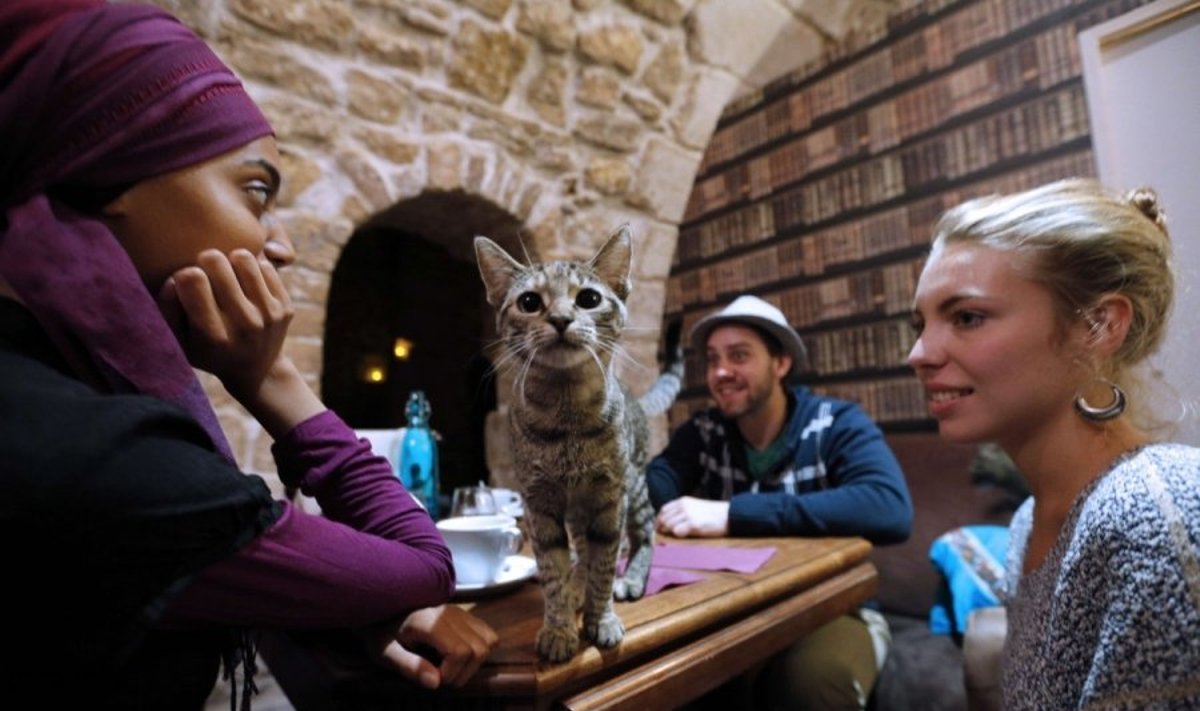 Kačių kavinė Paryžiuje