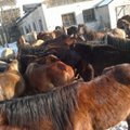Arklius kankinusiam ūkininkui - 3000 litų bauda