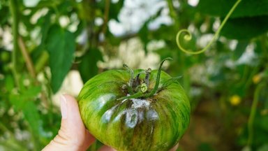 Pomidorų maras: kaip atpažinti ir su juo kovoti