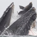 Neįkainojama nuotrauka: įamžino, kaip jūrų liūtas patenka tiesiai banginiui į burną