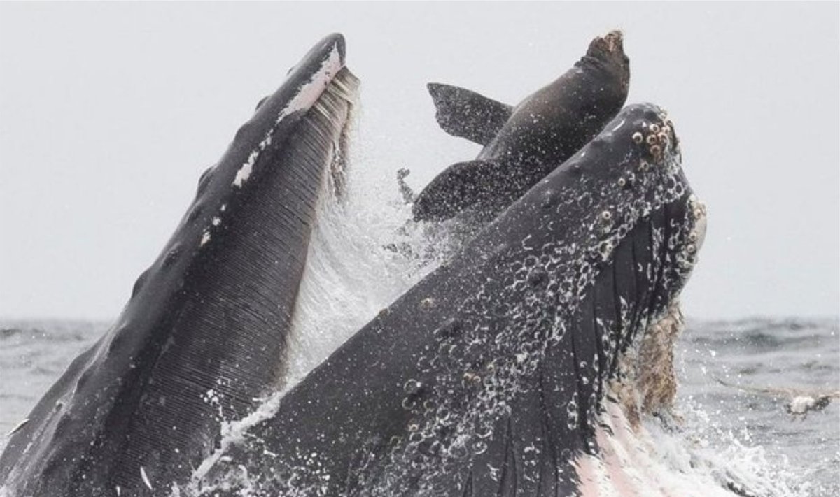 Jūrų liūtas patenka banginiui į burną