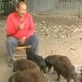 Taivanietis moko kiaules bėgti paskui motorolerį ir sustoti prie šviesoforo